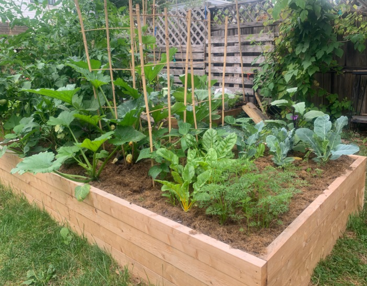 Productive Sunny Raised Garden Bed